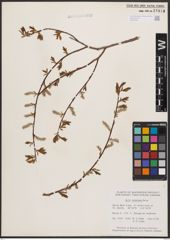 Salix bebbiana Sarg.